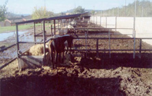 Imagen de la ganadería que ha creado y en la que emplea ahora su tiempo y su esfuerzo.